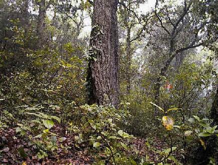 L alzina - És l arbre més estès i característic