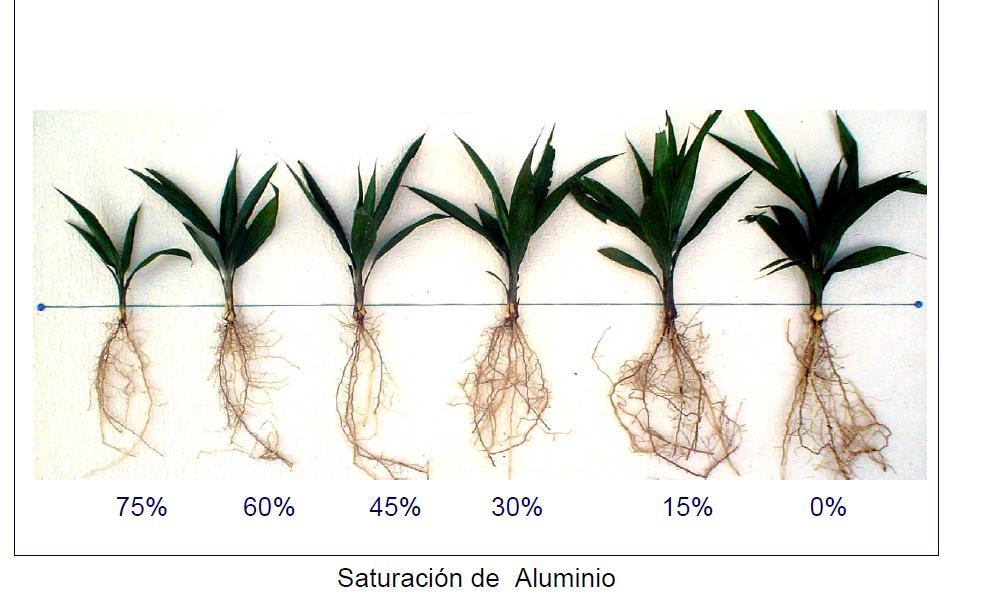 Condiciones químicas y competitividad de la palma Efecto del aluminio del suelo en la