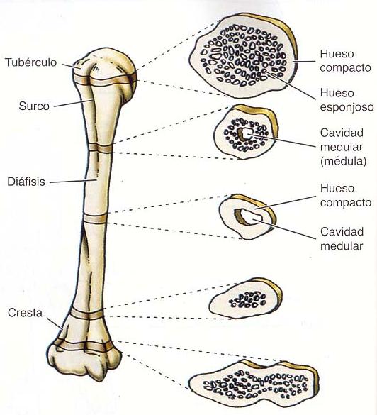 Tipos de tejido óseo Tejido Esponjoso