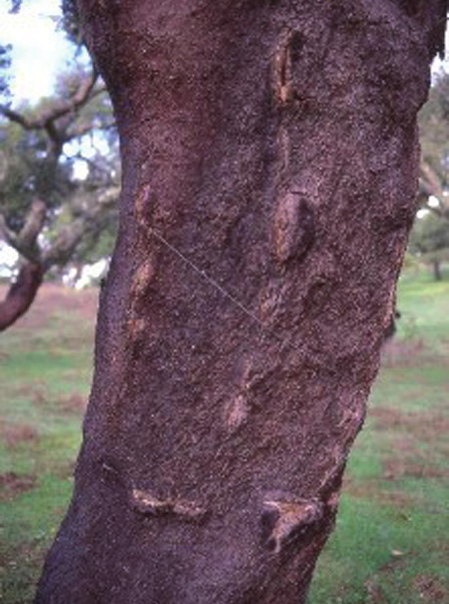 Ficha Resumen PATÓGENO: Botryosphaeria corticola (Anamorfo: Diplodia corticola). ESPECIE AFECTADA: Quercus suber. TIPO DE ENFERMEDAD: Chancro.