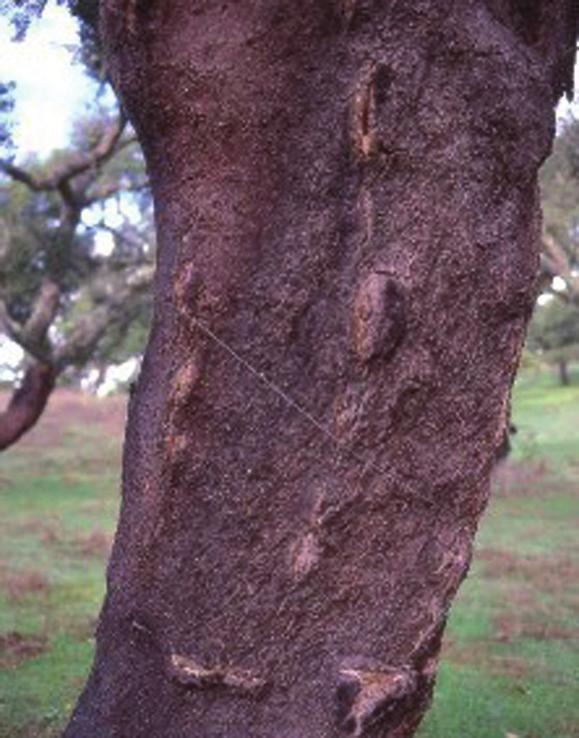alcornoque (Quercus suber), ya que el aprovechamiento corchero hace del alcornoque una especie particularmente susceptible a sufrir su ataque.