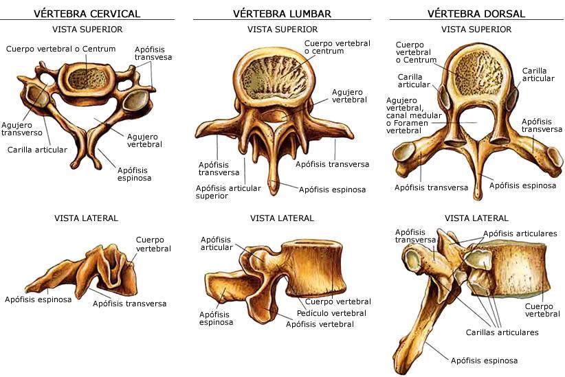 1. COLUMNA CERVICAL: Formada por 7 vértebras cervicales que se denominan: C1, C2, C3, C7. C1: Se llama Atlas. C2: Se llama Axis = Eje. 2.