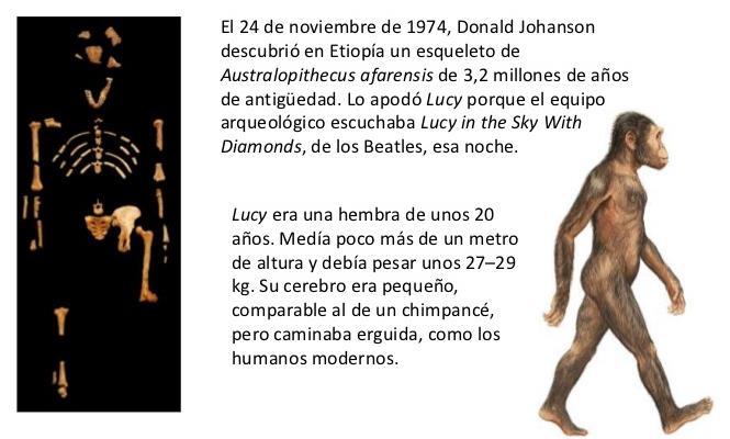 Lucy: nuestra abuela Los Australopithecus afarensis son homínidos emparentados con