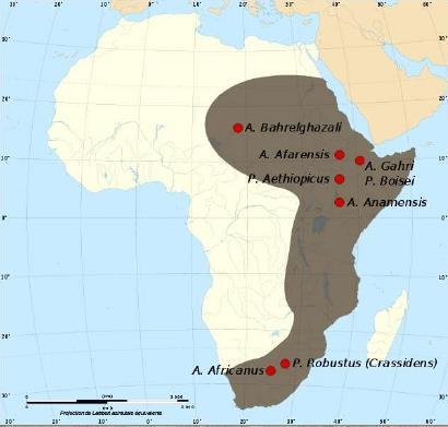 Además de los Australopithecus afarensis, existieron otros Australopithecus como el