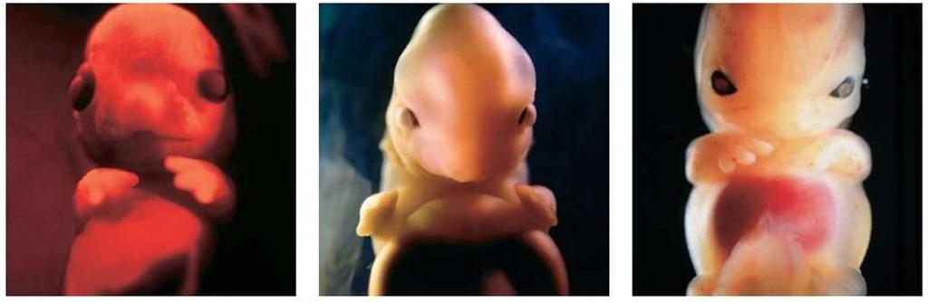 Evidencia embriológicas Desarrolle una lectura P.27, luego responda: Qué característica(s) en común presentan los diferentes vertebrados durante su desarrollo embrionario?