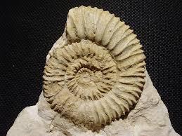 El registro fósil incluye cualquier indicio o resto que permita inferir la presencia de seres vivos, como estructuras óseas, caparazones, conchas,