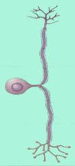 Neurona Unipolar (pseudo) Es un subtipo de neurona en la que se han fusionado dendritas y