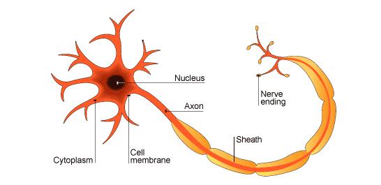 Neurona Multipolar Presentan un único axón y varias dendritas.