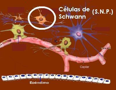 Existen dos tipos de células de Schwann: las mielinizantes, que forman la