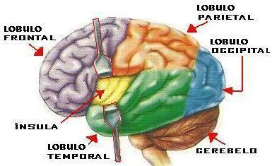 En la corteza de cada hemisferio se identifican cuatro lóbulos.