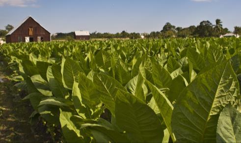 00 hrs Visita a Plantaciones de tabaco Visit
