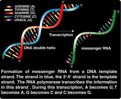 Terminación de la Transcripción Dependiente de Rho: una proteína llamada ρ desenrrolla el templado DNA mrna; así se