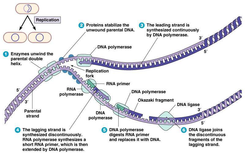 DNA Replication Overview * Eucariotas It is semi-conservative; half from the parent half newly synthesized.
