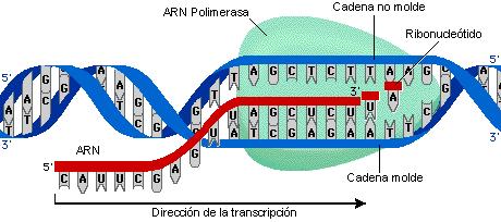RNA Polimerasas RNA pol.