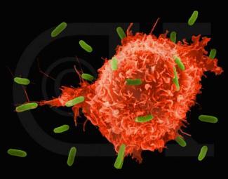 Inmunogenicidad El sistema inmune