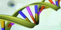 Stop Clonación en un vector de DNA Pueden tener la