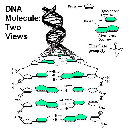 Composición del ADN Esta formado por dos