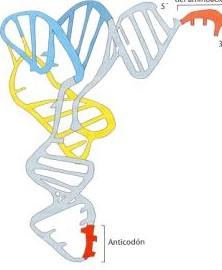 mensaje del DNA y llevarlo hasta los ribosomas, que