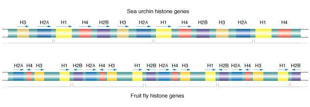 Familias génicas Genes codificantes para productos idénticos repetidos en cluster (agrupados) o dispersos HISTONAS 11 clusters