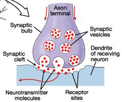 Cómo funciona el sistema nervioso?