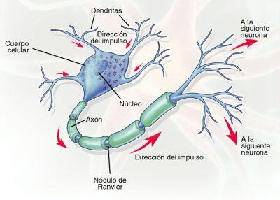 Canales iónicos Se transmiten los impulsos desde las dendritas hacia el soma y después al axón que conduce los impulsos hacia otra neurona