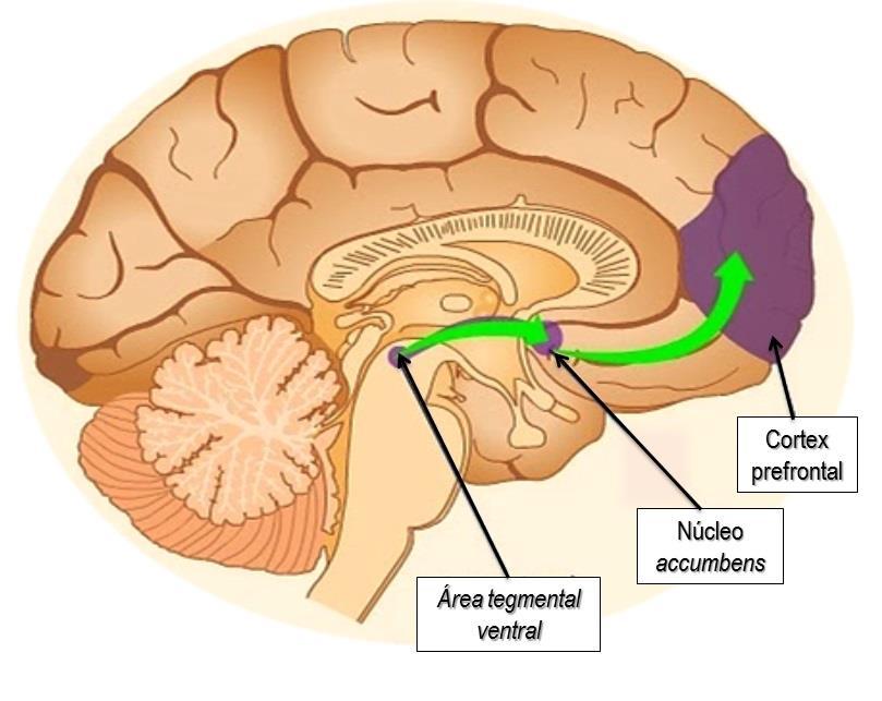 Sistema dopaminérgico y la adicción Sistema de recompensa cerebral Centros del SNC que obedecen a estímulos específicos y naturales (alimento, sexo) Necesarios para la supervivencia y la reproducción