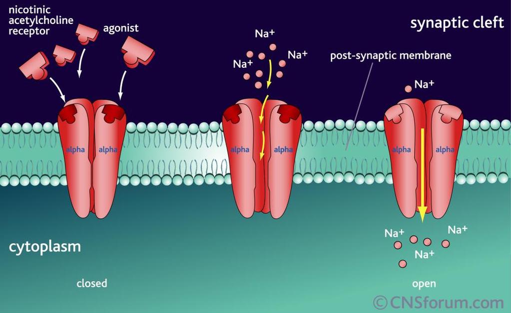 Nicotina Estimulante del SNC: Agonista de receptores nicotínicos de acetilcolina (canales iónicos activados por ligando)