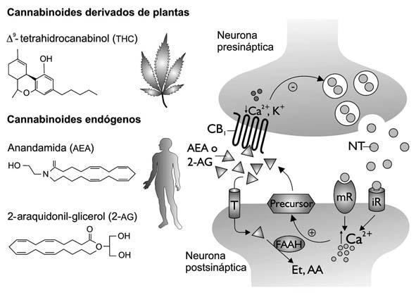 Cannabis Receptores cannabinoides: acoplados a proteínas Gi CB 1 (SNC) y CB 2 (otros tejidos) Ligandos endógenos: anandamida, 2- araquidonoilglicerol, N-
