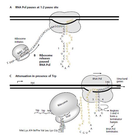 Mecanismo de Atenuación Mutación trpl29: Codón de inicio AUG reemplazado por AUA. No hay transcripción del péptido leader. 1-2 persiste.
