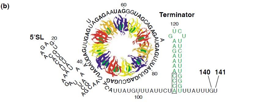 Atenuación en Bacillus subtilis En presencia de triptofano TRAP-trp une secuencias GAG UAG repetidas Previene la
