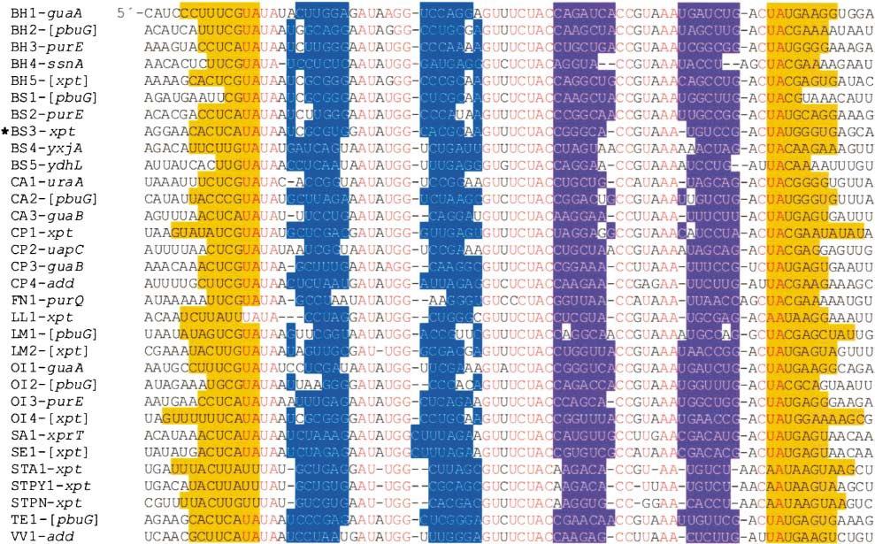 Organización y Propiedades de Riboswitch Elementos genéticos conservados en la región 5 no traducida (UTR) de los RNA bacterianos Son regulados por metabolitos: coenzimas (B1, B2, B12),