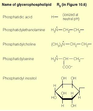 Lípidos estructurales de membrana: glicerofosfolípidos R P Glicerol Nombre del fosfolípido Ac.