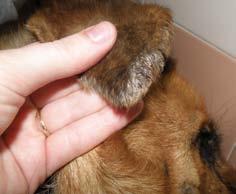Trabajo científico Figura 3. Otra localización frecuente de alopecia en la leishmaniosis canina es la punta de la cola. Figura 4.