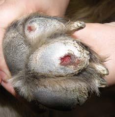 Onicogrifosis, onicomedesis y paroniquia La onicogrifosis (excesivo crecimiento y curvatura de la uña) esta frecuentemente asociada con la leishmaniosis canina teniendo una prevalencia del 60,7 %,