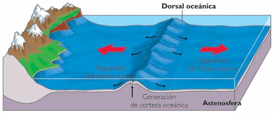 Las cordilleras mediooceánicas (dorsales) se constituyen como las zonas activas donde se genera