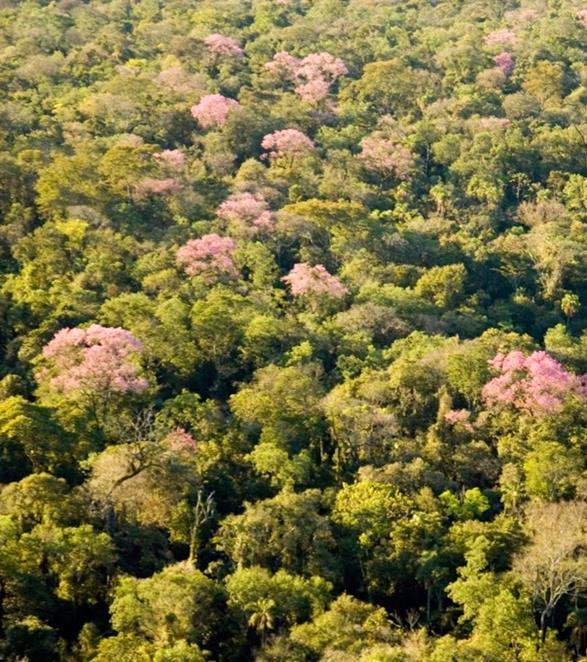 Gestión ambiental de paisajes, ecosistemas y servicios ecosistémicos PyBio y Plan Parque Ñacunday