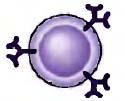 Células y otros componentes (proteínas solubles) del