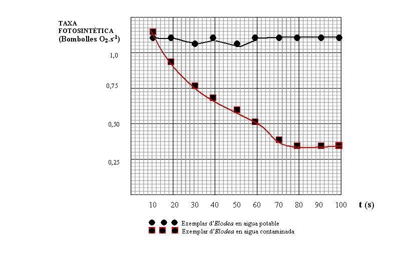 1) [1 punt] Responeu a les qüestions següents: a) Representeu en un mateix gràfic les taxes fotosintètiques (nombre de bombolles de O2 per segon) dels dos exemplars d Elodea en funció del temps. - [0.
