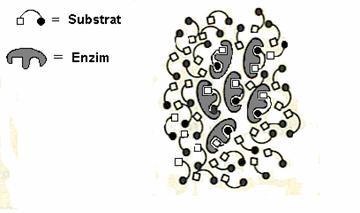 reacció en funció de la concentració de substrat. 3) (1 punt) Observeu el dibuix següent. Es representen esquemàticament molècules de substrat i d enzim.