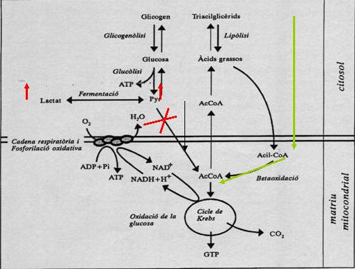 oxidació d àcids grassos, desaminació d alguns aminoàcids, etc. 0.2 punts Altres vies que produeixen NADPH, com la via de les pentoses o la fase lumínica de la fotosíntesi 0 punts Altres respostes 2.