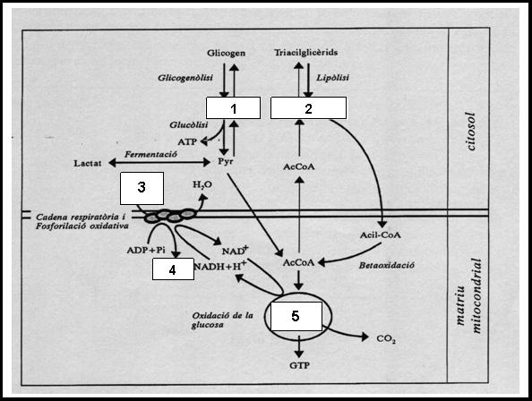 Nom d'alguna via - Cicle de Krebs, β- - Fermentació làctica, alcohòlica metabòlica oxidació Justificació: Amb l'augment de l'esforç el múscul necessita més energia, com que no té suficient oxigen per