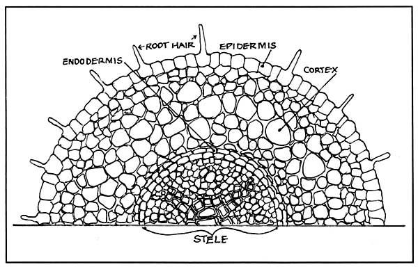 La Endodermis La capa más interna de la corteza de la raíz tiene una anatomía especial y