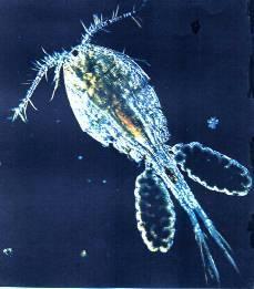 Agente causal: Vibrio cholerae Está presente en agua dulce o
