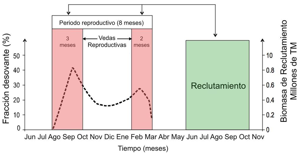 Figura 12. Modelo conceptual de los periodos de desove y cierre de la pesquería por veda reproductiva adaptado de Perea et al 2011.