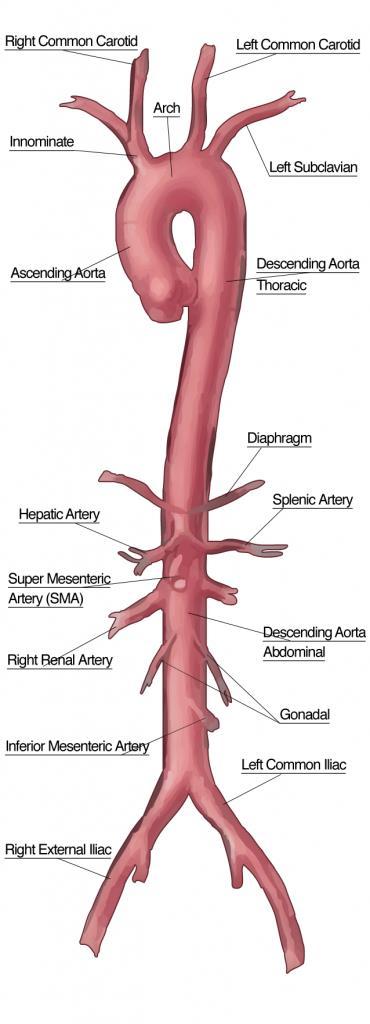 Arterias Elásticas o arterias de conducción Son las arterias más grandes que reciben la sangre que es eyectada del corazón.