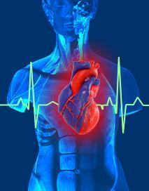 El sistema cardiovascular Se encarga del transporte de sustancias por todo el organismo.