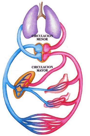 La circulación sanguínea es: Cerrada: La sangre no sale de los vasos. Doble: La sangre pasa dos veces por el corazón. Porque hay dos circuitos.