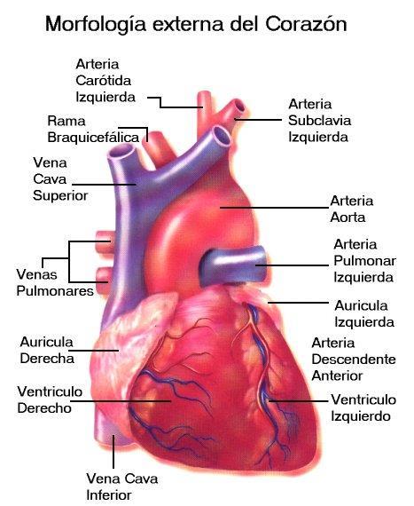 El corazón: Morfología y estructura Órgano