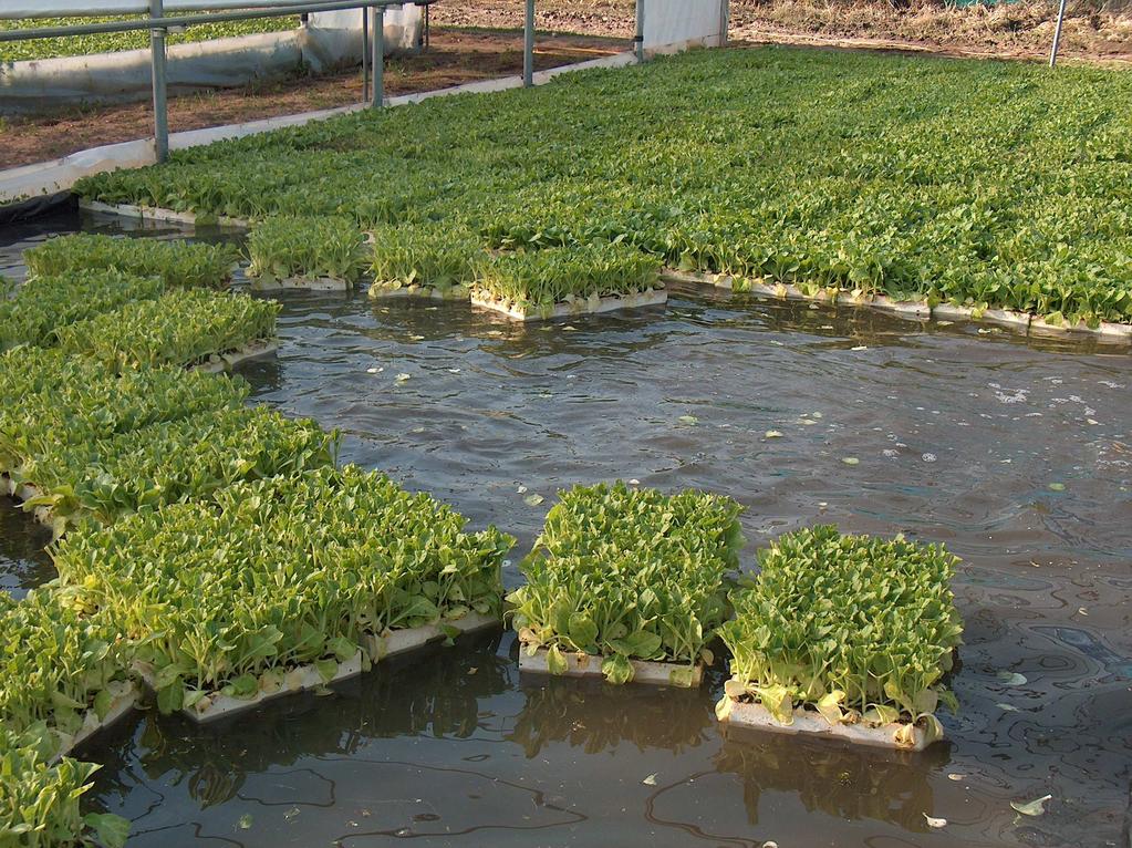 SEMILLEROS. PRODUCCIÓN DE PLANTAS EN BANDEJAS FLOTANTES. La producción de plantas con este método se basa en el uso de bandejas de polietileno expandido.