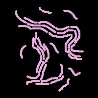 Patogenia asociada a la TB Principales factores de virulencia del μo: El factor cordón